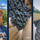 Image for article titled Black Woman Uses TikTok To Preserve the History of the Gullah Geechee People